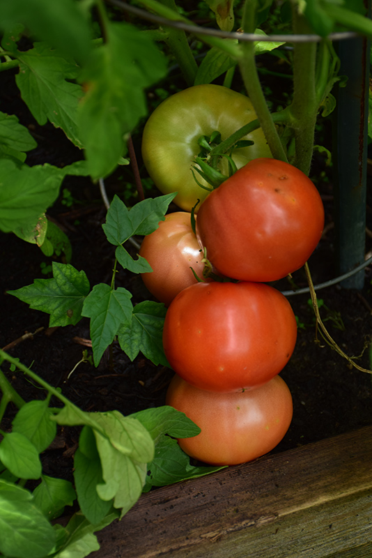 Beefsteak tomato plant height Idea