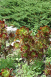 Purple Aeonium (Aeonium arboreum 'var. atropurpureum') at Georama Growers