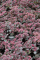 Vera Jameson Stonecrop (Sedum 'Vera Jameson') at Georama Growers