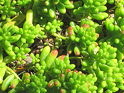 Jelly Bean Plant (Sedum rubrotinctum) at Georama Growers