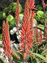 Aloe Vera (Aloe vera) at Georama Growers