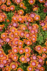 Fire Spinner Ice Plant (Delosperma 'Fire Spinner') at Georama Growers