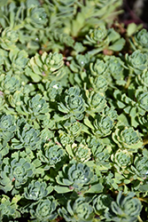 Gray Stonecrop (Sedum pachyclados) at Georama Growers
